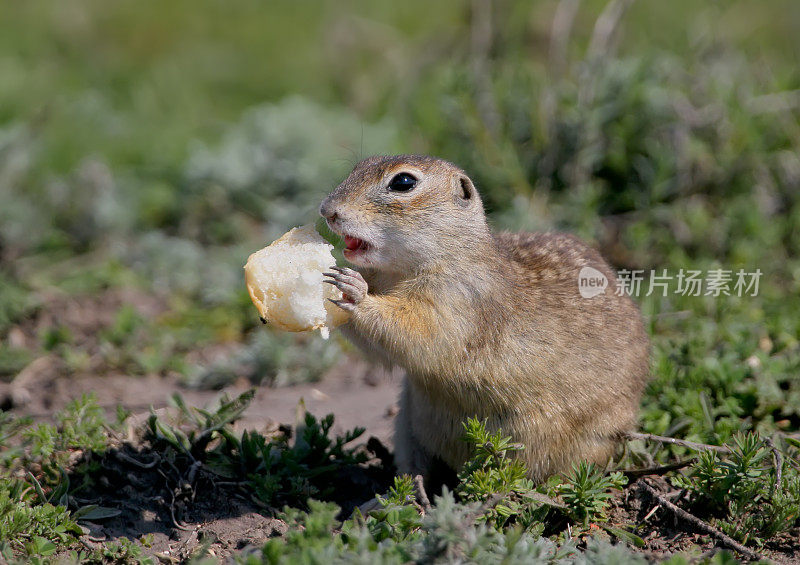 斑点地松鼠或斑点地松鼠(spermoophilus suslicus)在地上吃面包。